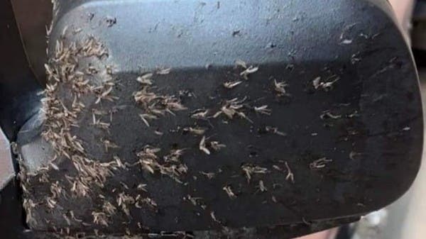 حشرات غريبة تهاجم السيارات بالإسكندرية مسببة حوادث قاتلة ... وخبير يشرح ذلك
