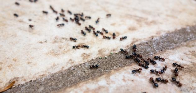 أفضل دواء للتخلص من النمل