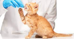علاج زكام القطط من الصيدلية البشرية
