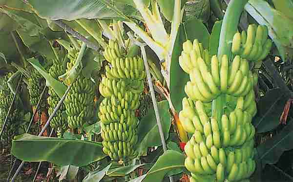 كم كيلو تنتج شجرة الموز
