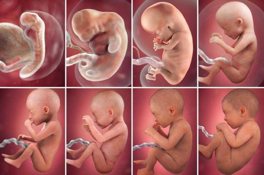مراحل تكوين الجنين بالصور من أول يوم